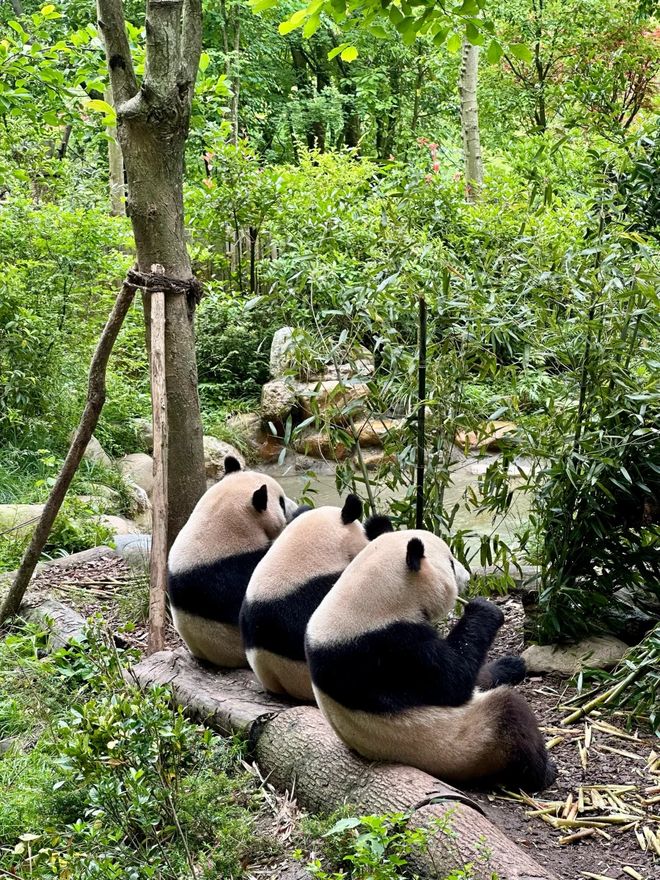 行社官宣！认证口碑游川选对不踩坑新葡京2025四川信誉好的十大旅(图2)